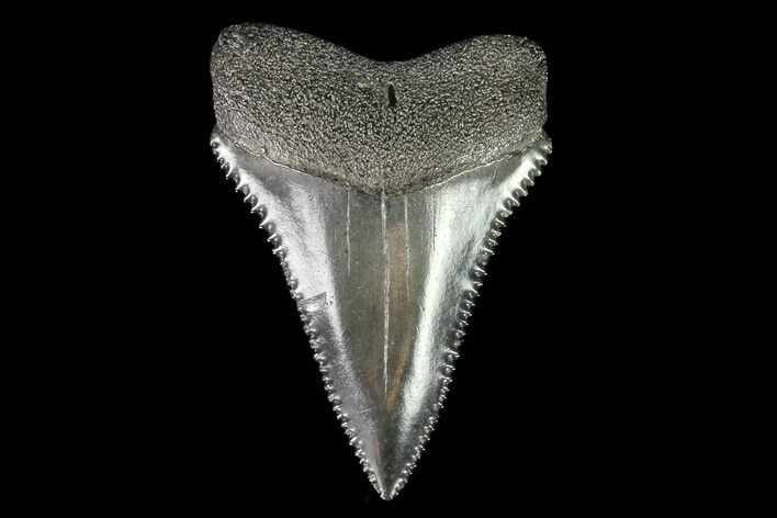 Fossil Great White Shark Tooth - A Beauty Of A Tooth #76455